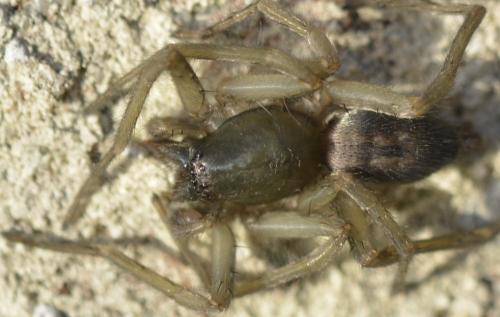 Clubiona sp.